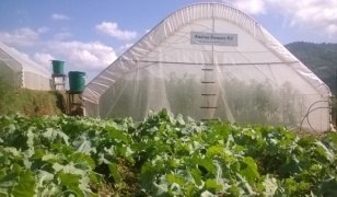 Newly established Greenhouse for Tomatoes and vegetables at the open air site.