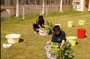 大根洗い