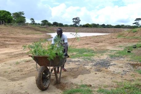 Community member carrying the Melia Volkensii donated by JICA/KEFRI