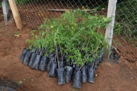 Part of the Melia volkensii donated by JICA/KEFRI project